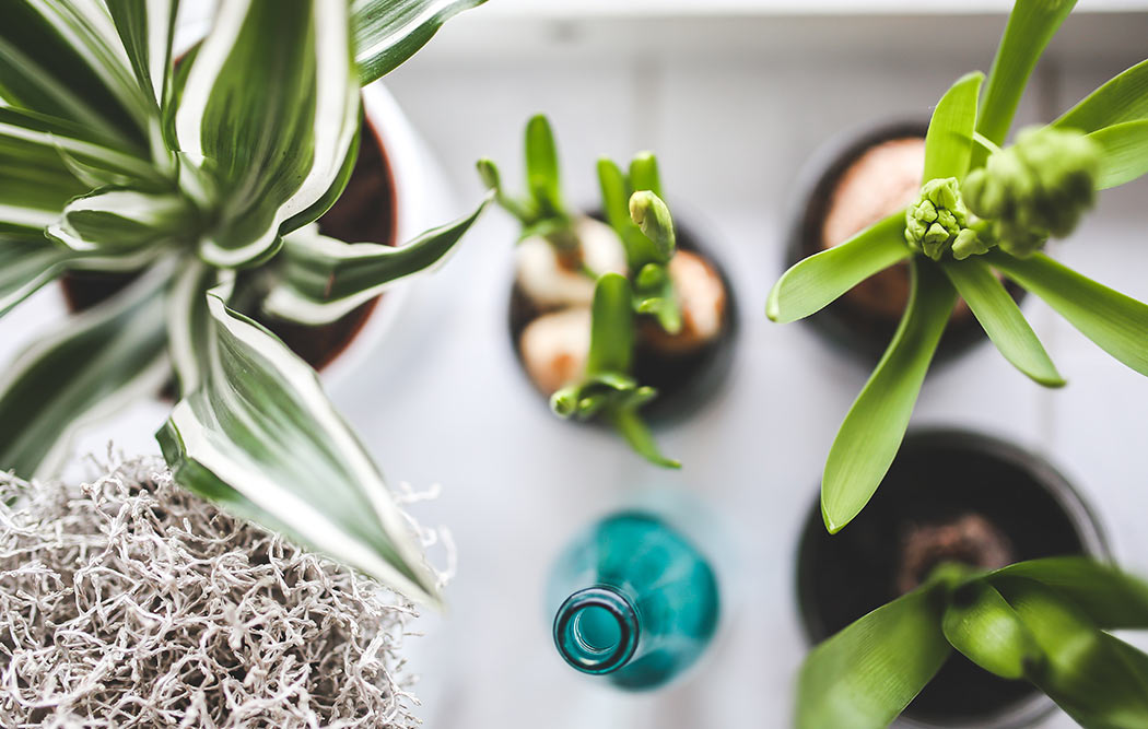 8 ventajas de tener plantas en casa